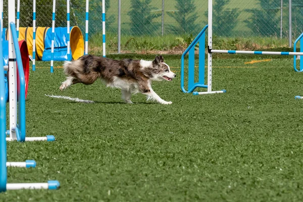 Bir sınır çobanı açık gökyüzünün altındaki yeşil bir parkta çeviklik engellerini hızla aşarak antrenman sırasında yeteneklerini sergiliyor..