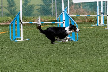 Bir sınır çobanı çeviklik kursunda ustaca koşuyor, parlak havada hızını ve çevikliğini gösteriyor..