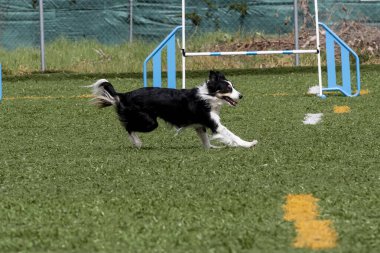 Bir sınır çobanı açık gökyüzünün altındaki yeşil bir parkta atletizmini sergileyerek neşeyle çeviklik rotasında ilerler..