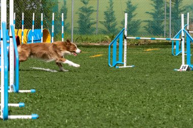 Bir sınır çobanı, güneşli bir günde yarışma alanında çeviklik engellerinin arasından enerjik bir şekilde koşar..