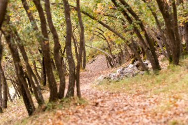 A peaceful trail meanders through a forest, surrounded by trees and colorful leaves in autumn hues.