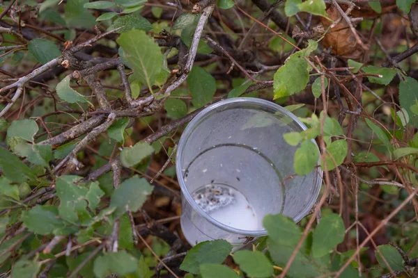 someone used and just thrown away a plastic cup stuck in the bushes, bad for the environment