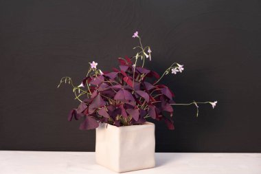 Karede bitki oksalisi, siyah arka planda bej kabı.