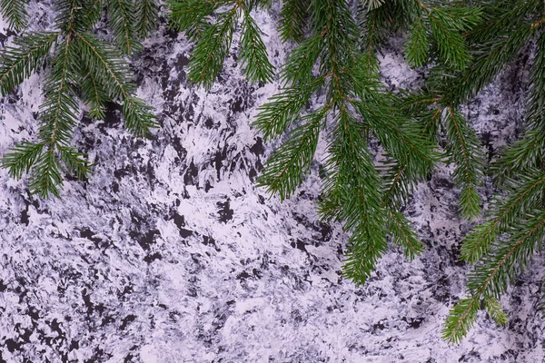 雪に覆われた背景に若いトウヒの緑の枝が — ストック写真