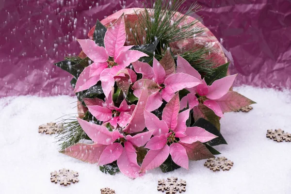 Розовый Цветок Рождества Снегу Розовом Фоне — стоковое фото