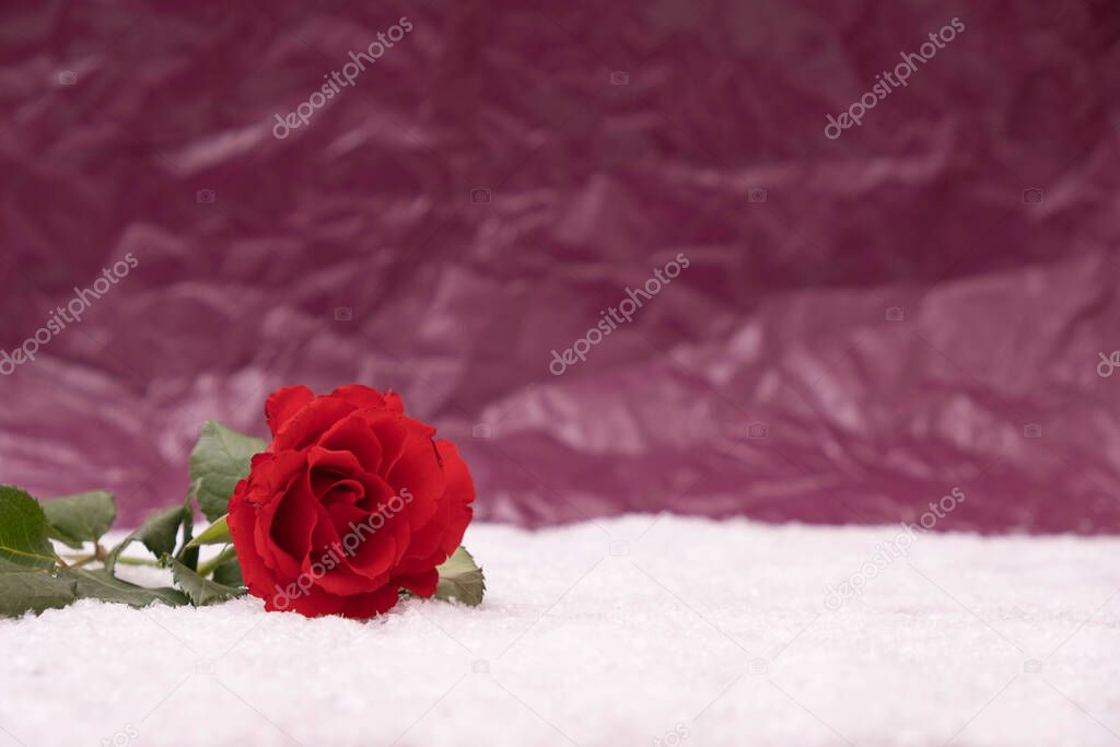 young red rose lies in the snow on a pink background