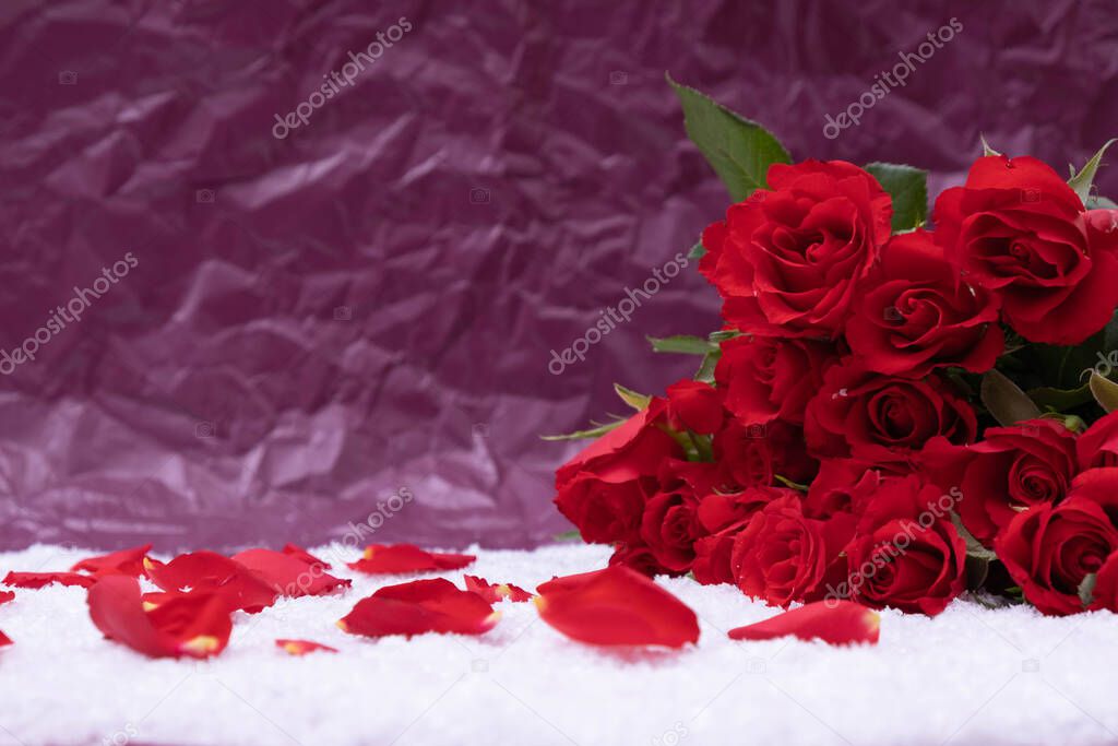 bouquet of red roses and rose petals in the snow on a pink background