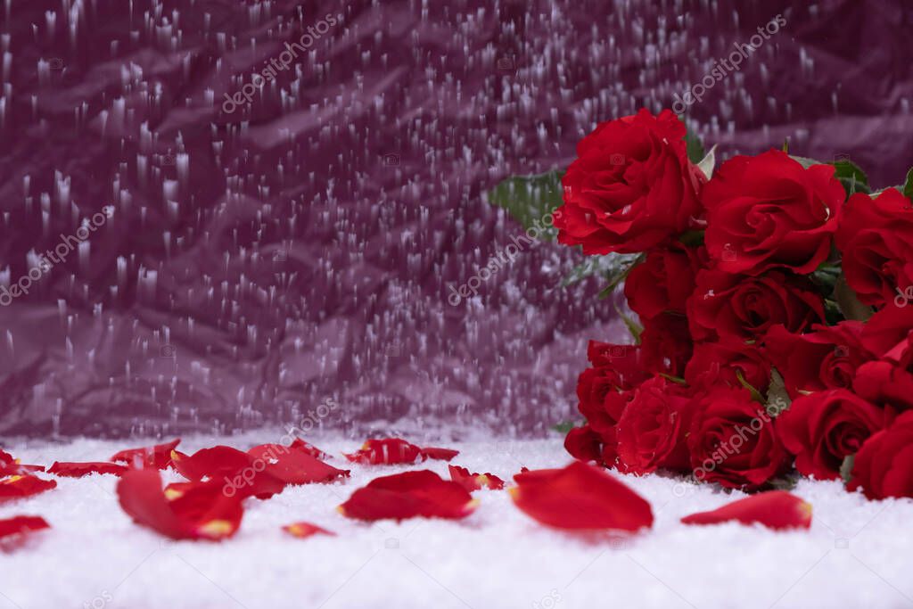 bouquet of red roses, rose petals in the snow on a pink background