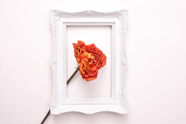 dead orange rose in a white frame for a photo on a white background, top view