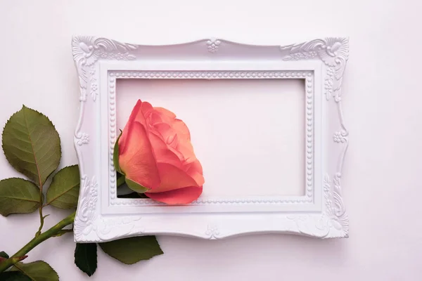 live pink rose in a white frame for a photo on a white background, top view