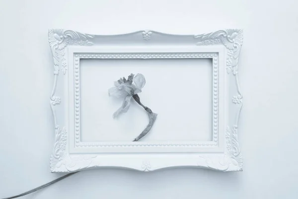 black and white photo, white frame for a photo on a white background and a flower of dry narcissus in it, top view
