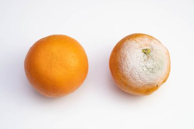 Bir taze ve bir çürük portakal beyaz arka planda masanın üzerinde yatıyor.