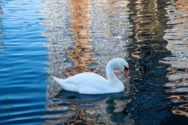 Giovane Cigno Bianco Nuota Sul Lago Fuori — Foto Stock