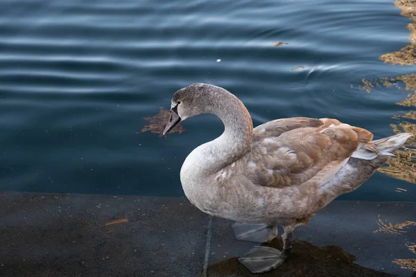 Filhote Cisne Cinzento Fica Margem Reservatório Limpa Fora — Fotografia de Stock