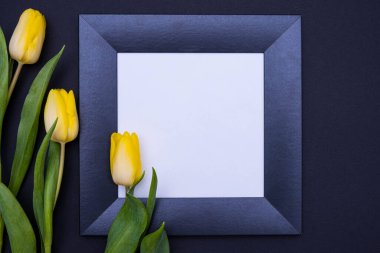 Ortada, siyah bir arkaplan, beyaz arkaplanlı siyah bir çerçeve uzanıyor ve solda üç sarı lale var, yakın plan.