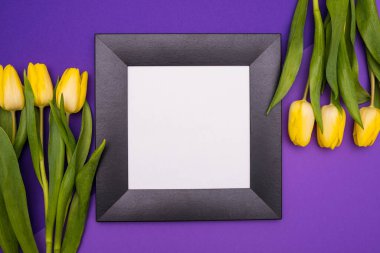 Siyah çerçeve ve sarı laleler. Çerçevenin kenarlarında, leylak arka planda.