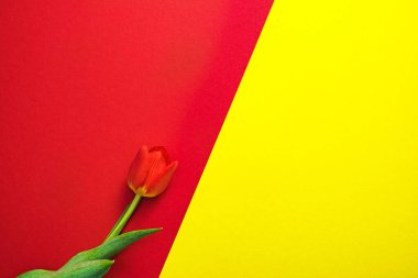 kırmızı lale kağıdın arka planının kırmızı yarısında yatıyor.