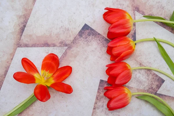 four red tulips on the right side and one wide-open tulip on the left side against a vintage background, close-up