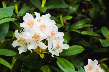 Çiçek açan çalılar, beyaz rhododendron, yakın plan.
