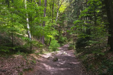 Sakin bir bahar ormanında, Almanya 'da bir yerlerde güzel bir patika.