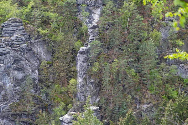 Mooie Hoge Kliffen Begroeid Met Bomen Saksen Duitsland — Stockfoto