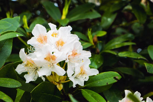 Obficie Kwitnący Krzew Biały Rododendron Zbliżenie — Zdjęcie stockowe