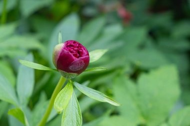 Kapalı şakayık tomurcuğu yaz bahçesinde, yakın plan