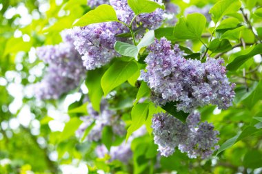 Çiçek açan leylak kümeleri, yeşil yapraklar, bahar çiçekleri.