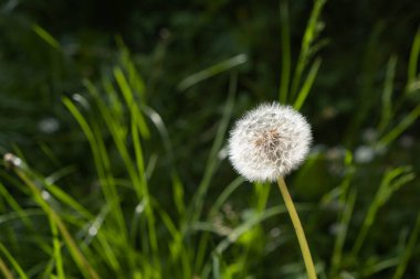 Karahindiba tohumlarını uçurmaya hazır, yakından.
