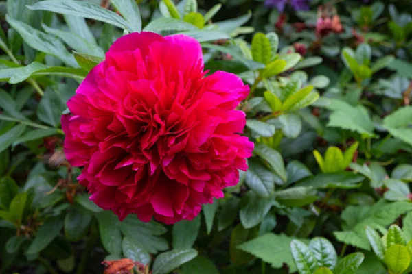 Blühende Flauschige Knospe Der Bordeauxroten Pfingstrose Sommergarten — Stockfoto