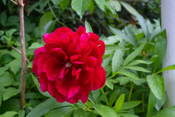 Kwitnące Duże Pąki Bordowego Piwonii Ogrodzie Letnim — Zdjęcie stockowe