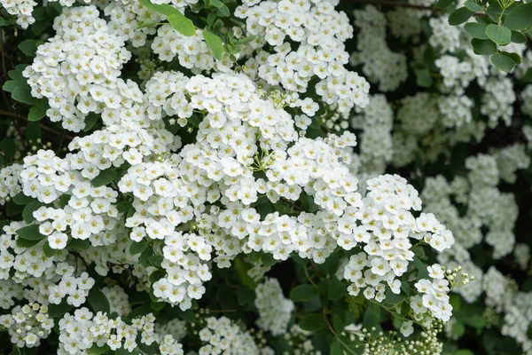 Arbustos Espinheiro Profusamente Floridos Pequenas Flores Brancas Close — Fotografia de Stock