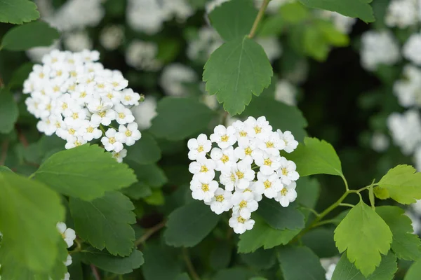 Blooming Hawthorn Small White Flowers Close — Stock Photo, Image