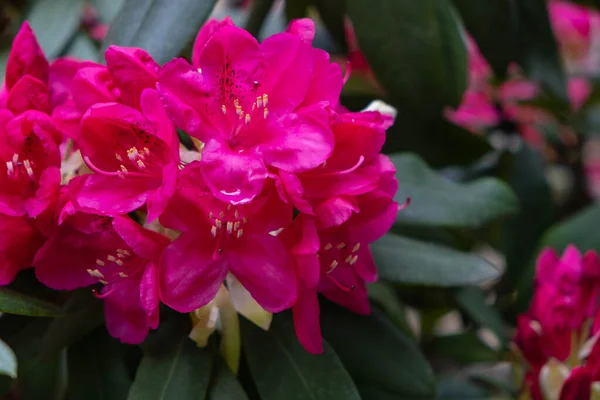 Ciemny Różowy Rododendron Kwitnący Krzew Ogrodzie Zbliżenie — Zdjęcie stockowe