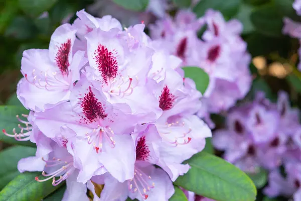 Kwitnący Krzew Rododendronowy Delikatnego Różowego Koloru Ogrodzie Zbliżenie — Zdjęcie stockowe