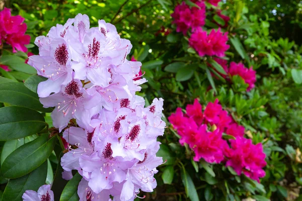 Kwitnący Krzew Rododendronowy Delikatnego Różowego Koloru Ogrodzie Zbliżenie — Zdjęcie stockowe