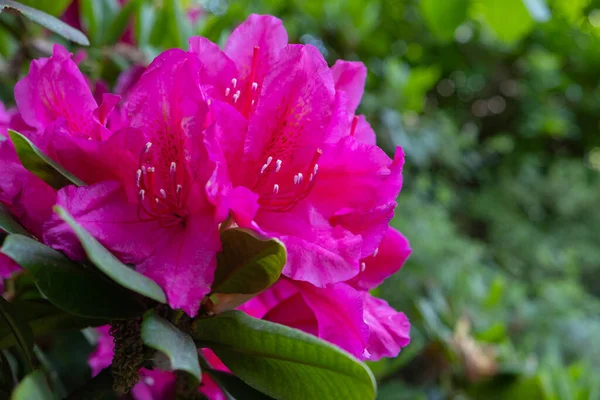 Mörkrosa Rhododendron Blommande Buske Trädgården Närbild — Stockfoto