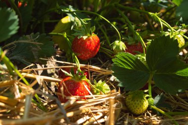 Olgun çilekler tarlada, sık yaprakların altında gizlidir.