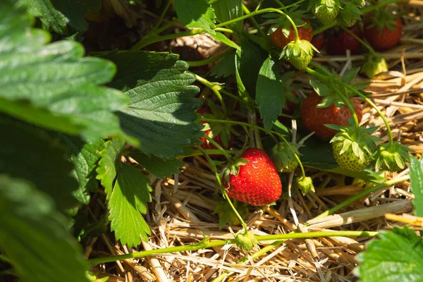 Ripe Delicious Strawberries Beds Field — Stock Photo, Image