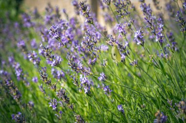 Güzel çiçek açan lavanta ve kelebek, polen topluyor.