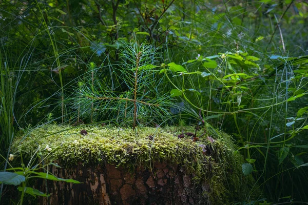 一种奇形怪状的树桩 上面长满了苔藓和各种植物 还有一棵小针叶树 — 图库照片