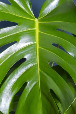 Koyu yeşil arka planda büyük canavar yaprağı, yakın plan.