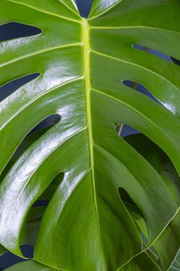 Koyu yeşil arka planda büyük canavar yaprağı, yakın plan.