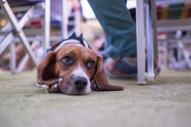 Relax bir anda köpek