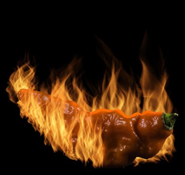 Kırmızı naga hayalet biber