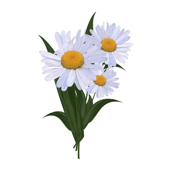 雏菊的现实矢量花束 — 图库矢量图片