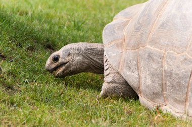 Büyük Seyşeller kaplumbağa kadar kapatın