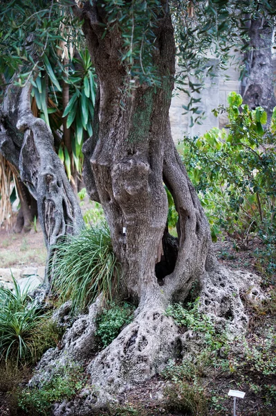 Detalj av det gamla olivträdet — Stockfoto