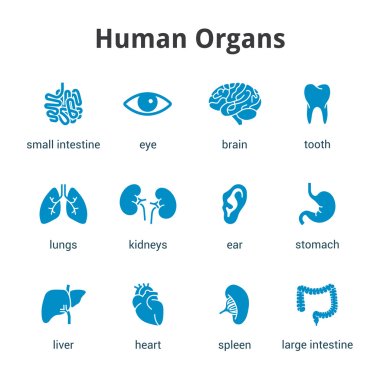 Blue medical human organs icon set on white background