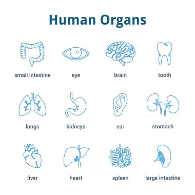 Tıbbi insan organlarını Icon set